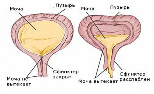 Строение мочевой системы