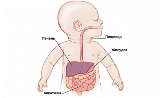 Кома печени