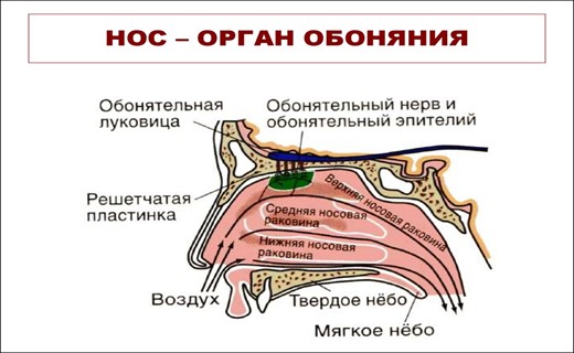 Строение носа человека