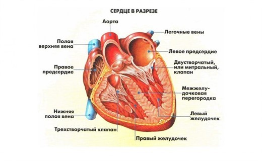 Шумы в области сердца