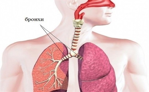 Строение главных бронхов