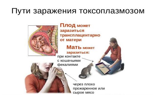 Тест на токсоплазмоз у беременных 76