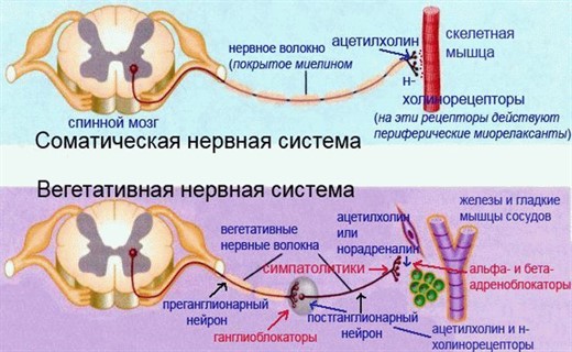 Вегетативный отдел нервной системы