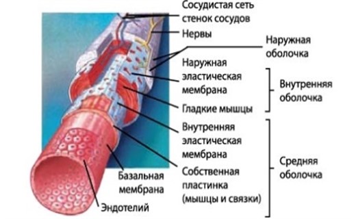 Основные заболевания сердечно сосудистой системы