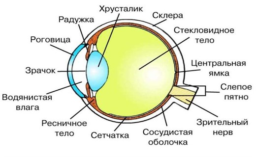 Строение глаза фото