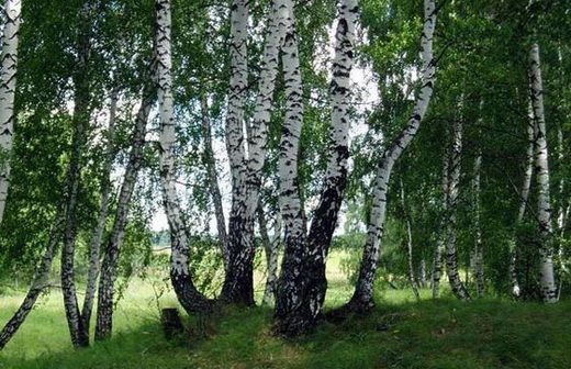 Дерево береза