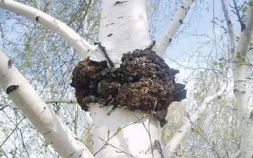 Как выбрать полезную чагу
