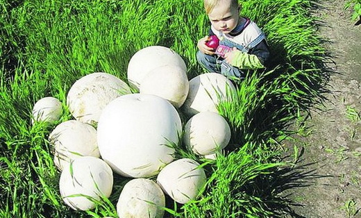 Описание дождевика гигантского