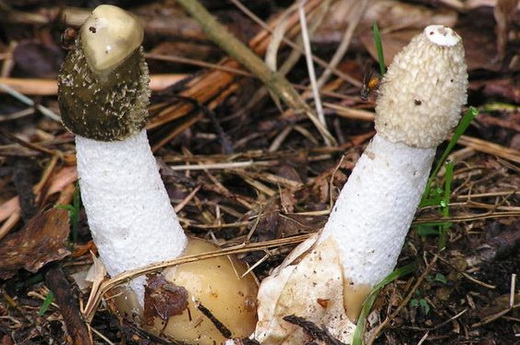 Гриб веселка Phallus impudicus