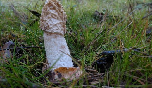 Гриб веселка Phallus hadriani