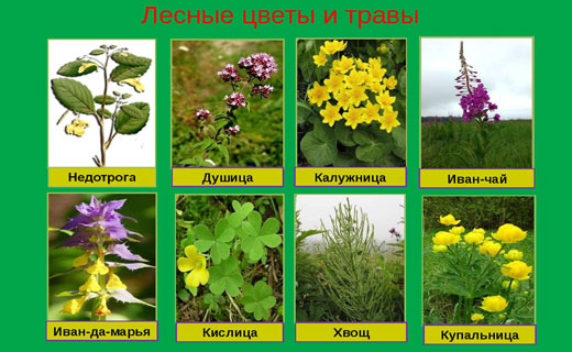 как научиться определять лекарственные растения