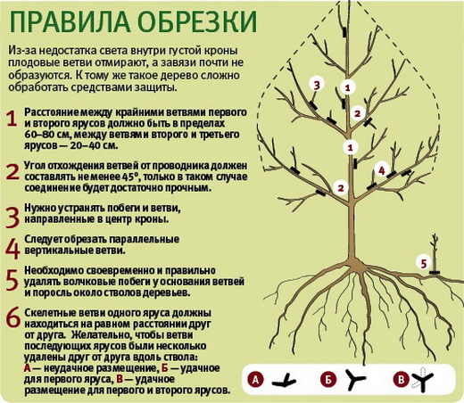 как правильно обрезать помидоры фото как правильно обрезать помидоры фото