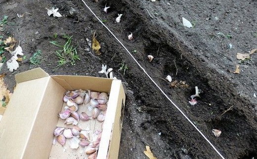 Посадка озимого чеснока на грядках