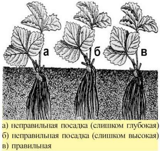 Сколько клубники сажать 59