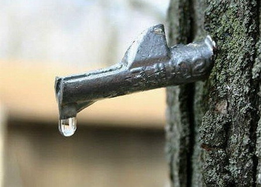 Свойства кленового сока