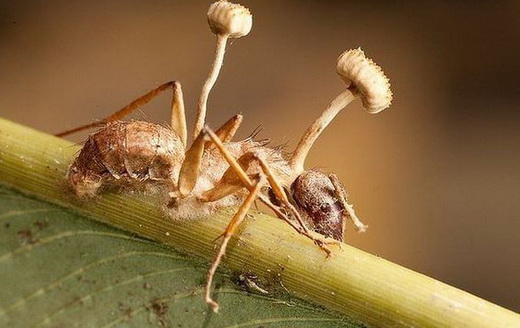 Внешний вид гриба кордицепс