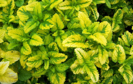 Мелисса сорта Variegata
