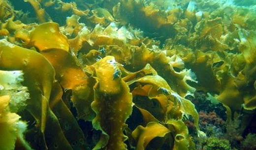 Польза морской капусты