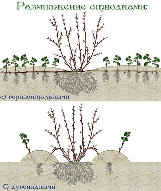 Размножение облепихи отводками