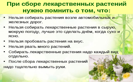 особенности сбора лекарственных трав
