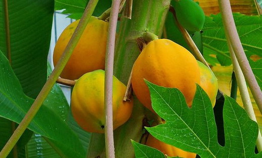 Фрукт папайя