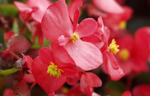 Бегония Semperflorens