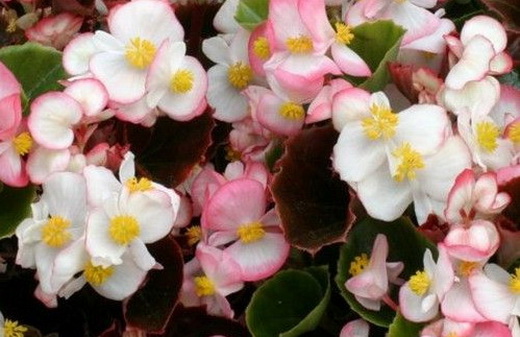 Бегония Semperflorens Cocktail
