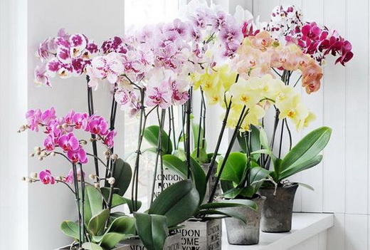 Сорт фаленопсиса по фото Сорт фаленопсиса по фото
