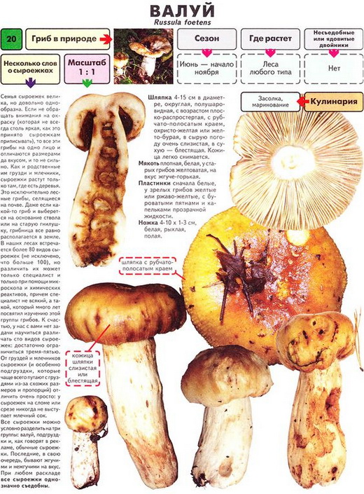 Как выглядят киргизы фото