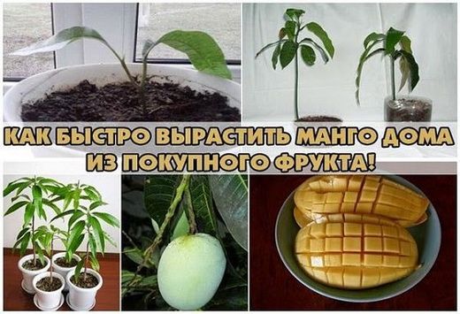 Что посадить из косточки в домашних условиях 697