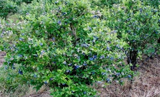 Кустарник жимолости