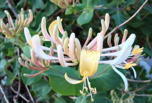 Жимолость Lonicera etrusca