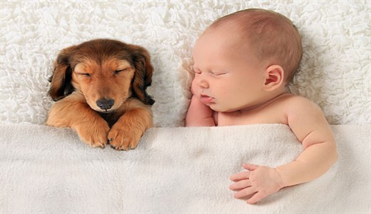 Новорожденный и домашние животные