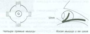 Точки акупунктуры от головокружения