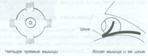 Акупунктурные точки от головокружения