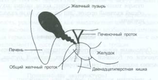 Точки при болях желчном пузыре