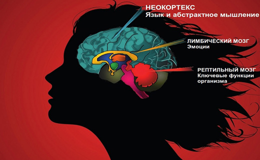 Что такое неокортекс