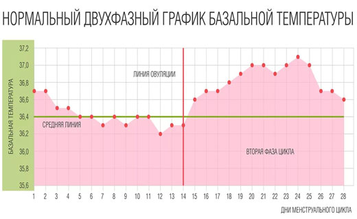  Базальная температура