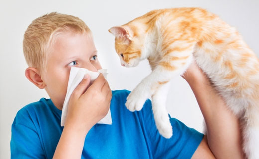 аллергия на кошек