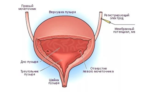 мочевой пузырь