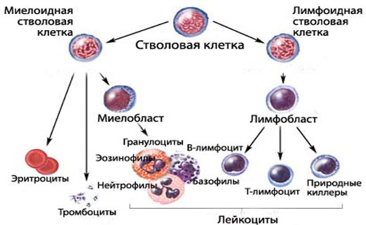 Диагностика по крови