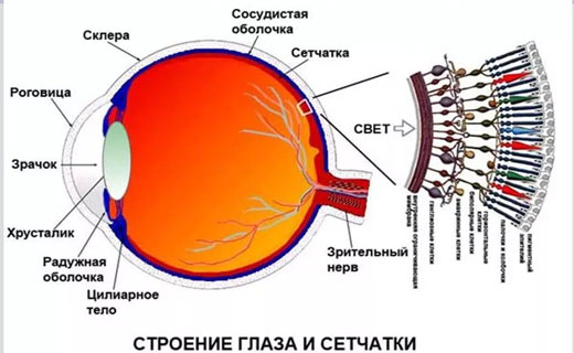 дистрофия на схеме глаза