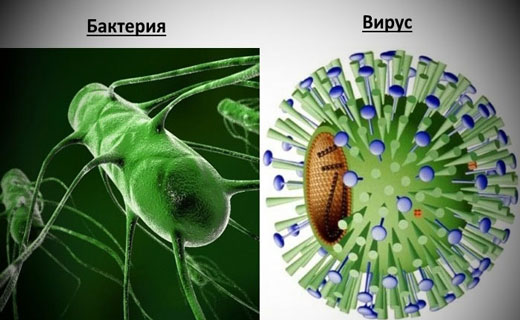 инфекционный дерматит