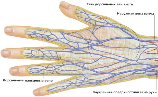 болезнь сердца