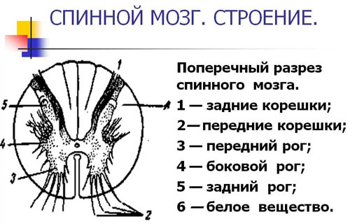 остеохондроз