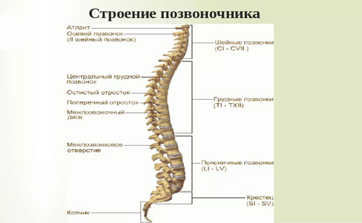 остеохондроз