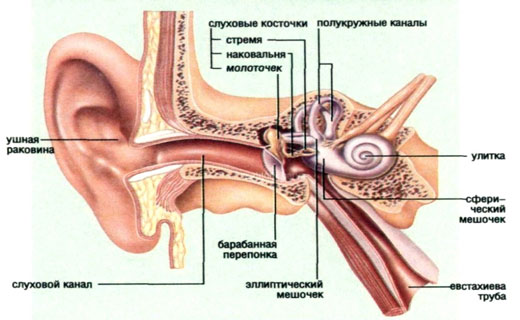 дерматит ушей