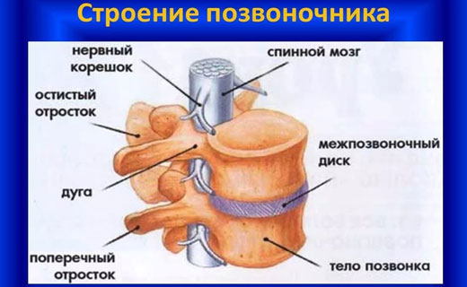 болезни позвоночника