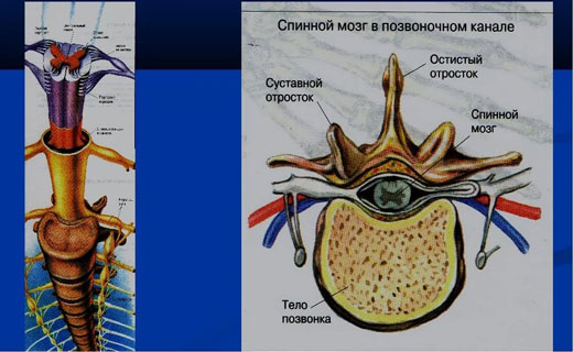 болезни позвоночника