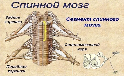 болезни позвоночника